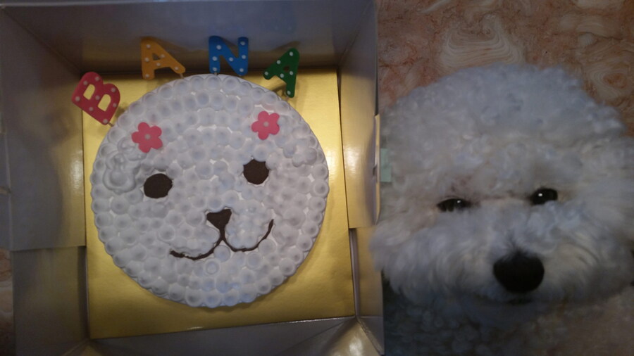 바나가 강아지별로 떠났습니다. (※스압 데이터 주의)_30.jpg