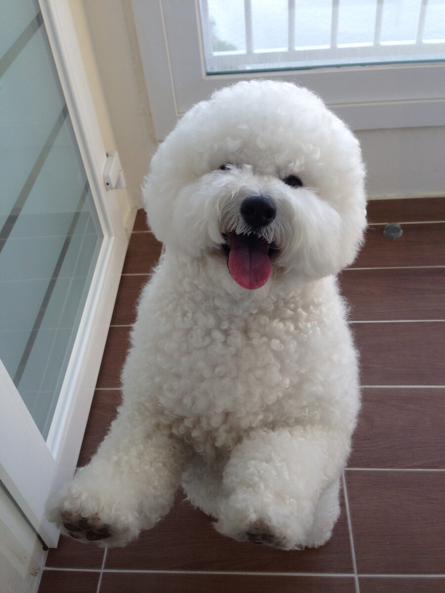 바나가 강아지별로 떠났습니다. (※스압 데이터 주의)_31.jpg