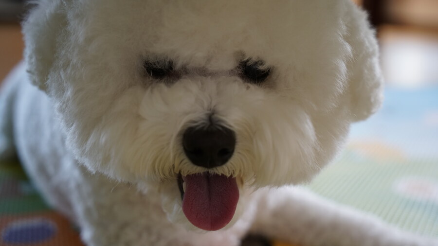 바나가 강아지별로 떠났습니다. (※스압 데이터 주의)_39.jpg