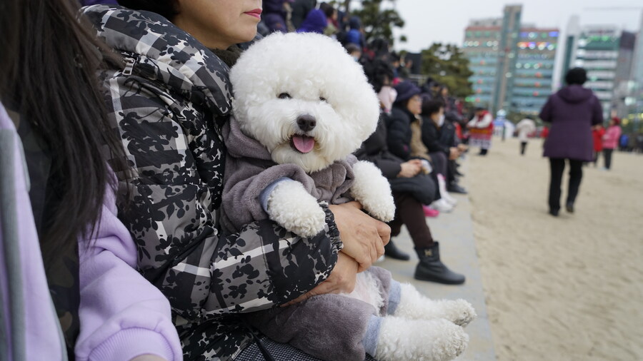 바나가 강아지별로 떠났습니다. (※스압 데이터 주의)_44.jpg