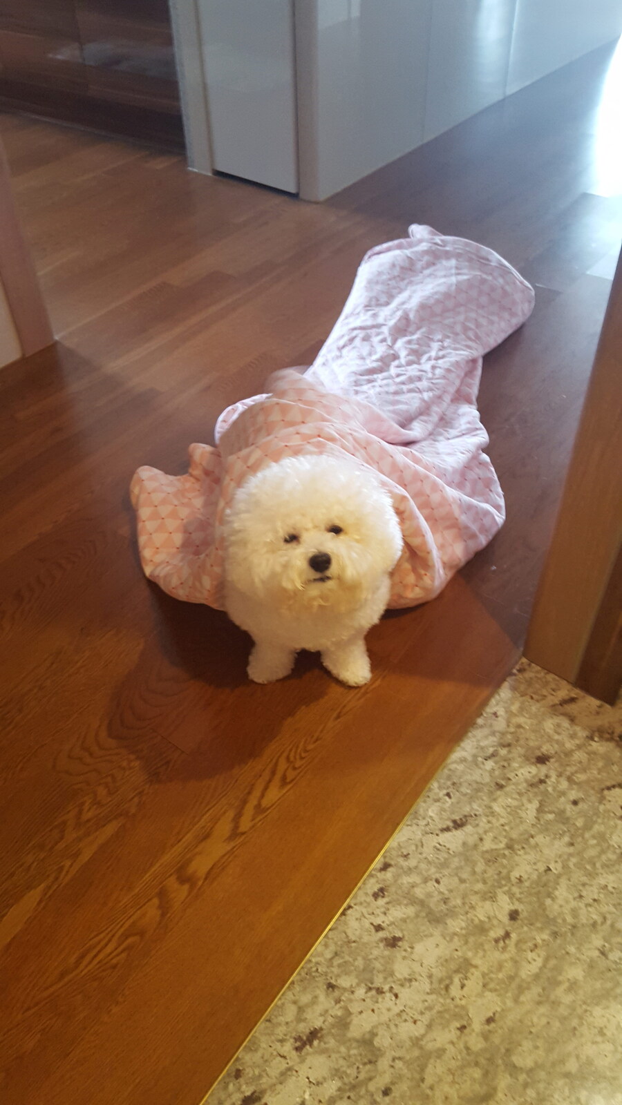 바나가 강아지별로 떠났습니다. (※스압 데이터 주의)_56.jpg