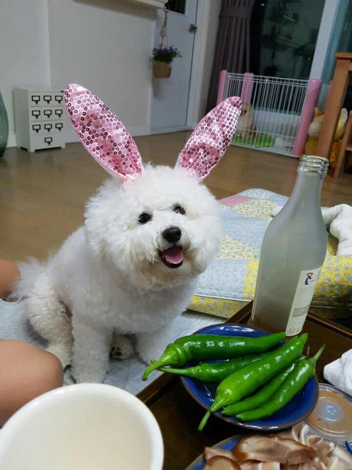 바나가 강아지별로 떠났습니다. (※스압 데이터 주의)_57.jpg