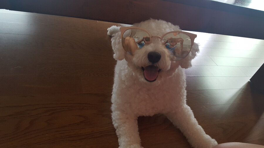 바나가 강아지별로 떠났습니다. (※스압 데이터 주의)_63.jpg