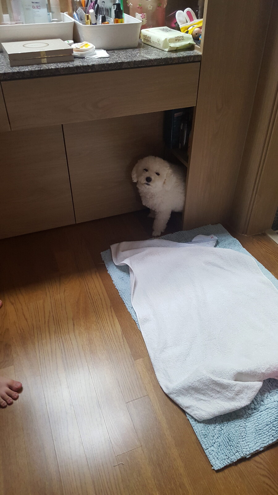 바나가 강아지별로 떠났습니다. (※스압 데이터 주의)_67.jpg