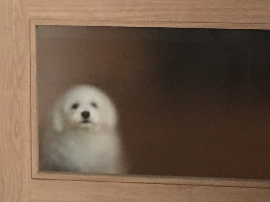 바나가 강아지별로 떠났습니다. (※스압 데이터 주의)_68.jpg