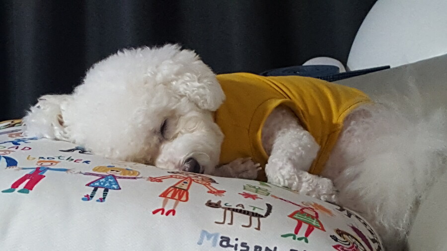 바나가 강아지별로 떠났습니다. (※스압 데이터 주의)_69.jpg