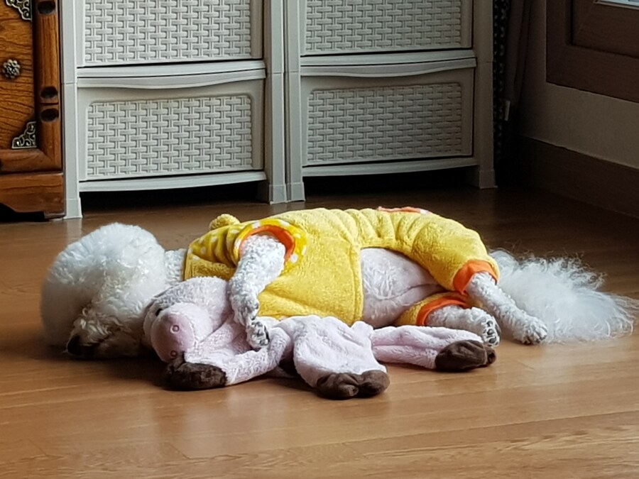 바나가 강아지별로 떠났습니다. (※스압 데이터 주의)_74.jpg