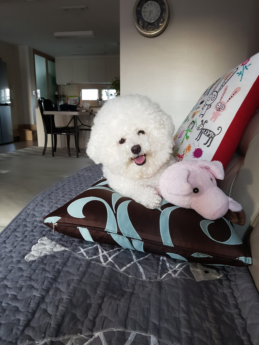 바나가 강아지별로 떠났습니다. (※스압 데이터 주의)_77.jpg