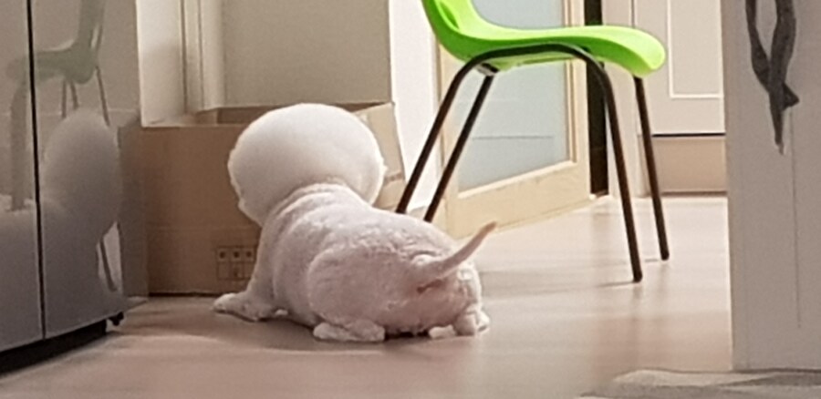 바나가 강아지별로 떠났습니다. (※스압 데이터 주의)_78.jpg