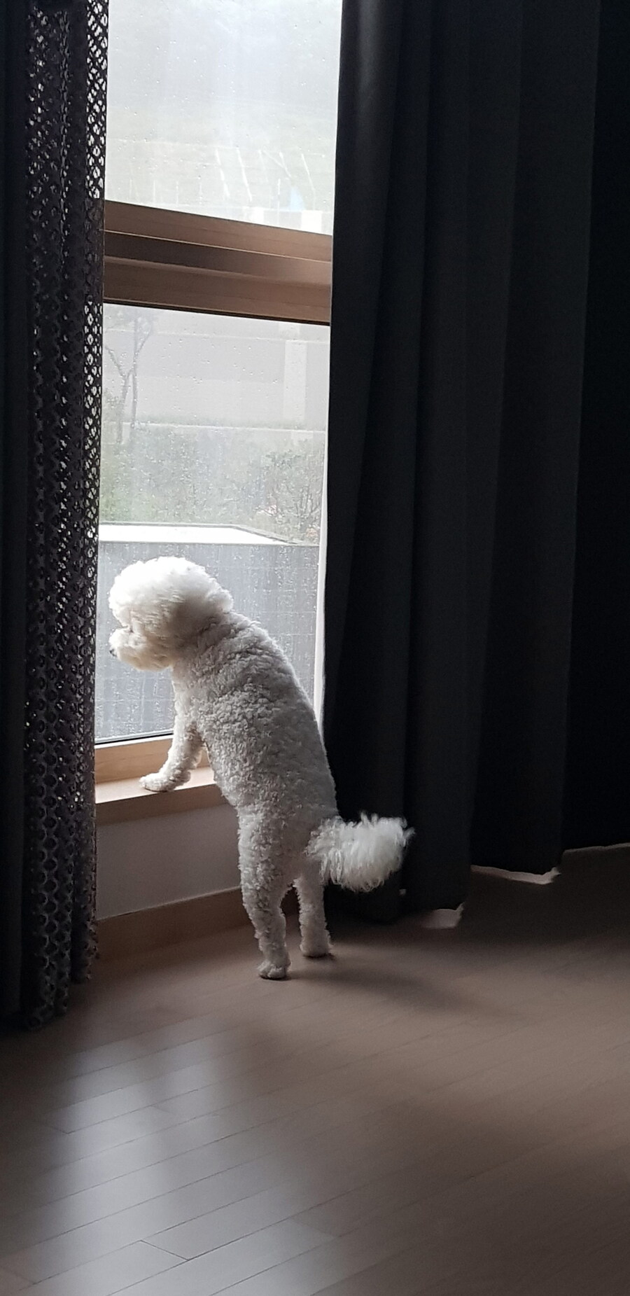 바나가 강아지별로 떠났습니다. (※스압 데이터 주의)_83.jpg