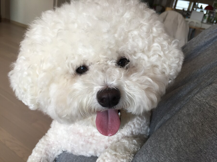 바나가 강아지별로 떠났습니다. (※스압 데이터 주의)_85.jpg