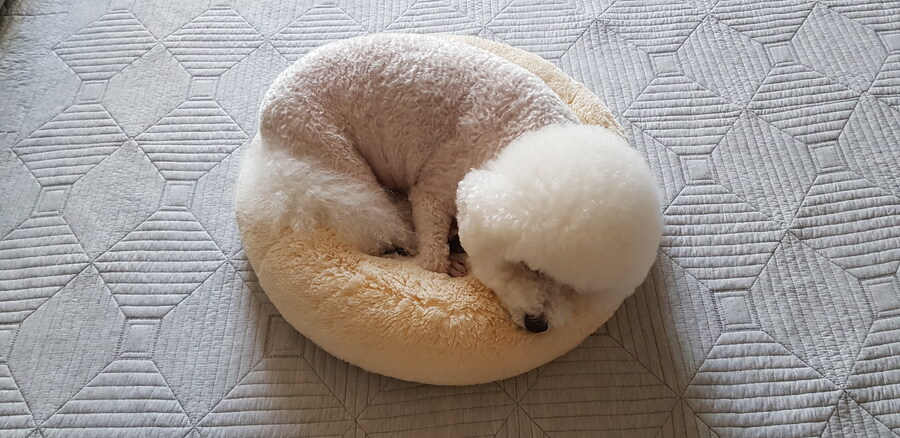 바나가 강아지별로 떠났습니다. (※스압 데이터 주의)_86.jpg