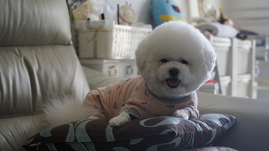 바나가 강아지별로 떠났습니다. (※스압 데이터 주의)_90.jpg