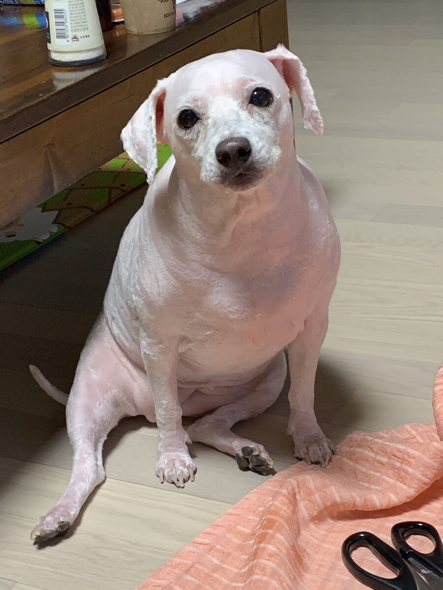 바나가 강아지별로 떠났습니다. (※스압 데이터 주의)_92.jpg