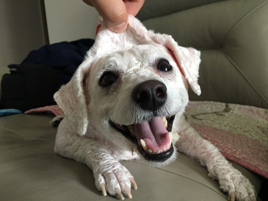 바나가 강아지별로 떠났습니다. (※스압 데이터 주의)_93.jpg