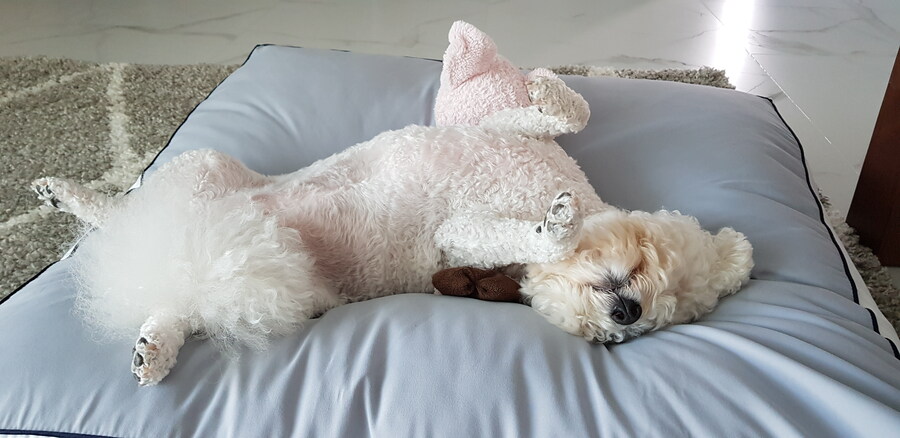 바나가 강아지별로 떠났습니다. (※스압 데이터 주의)_108.jpg