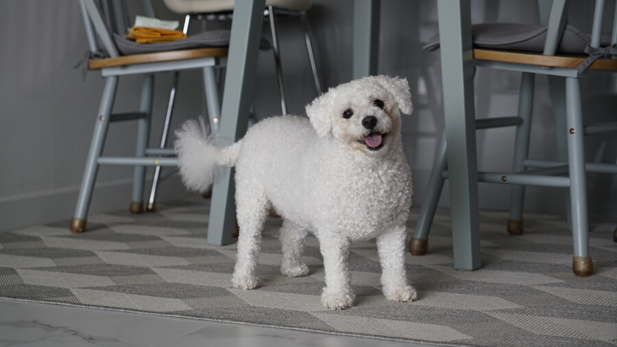 바나가 강아지별로 떠났습니다. (※스압 데이터 주의)_110.jpg