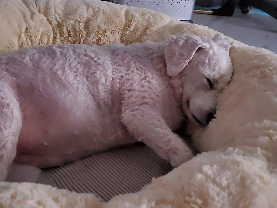 바나가 강아지별로 떠났습니다. (※스압 데이터 주의)_113.jpg