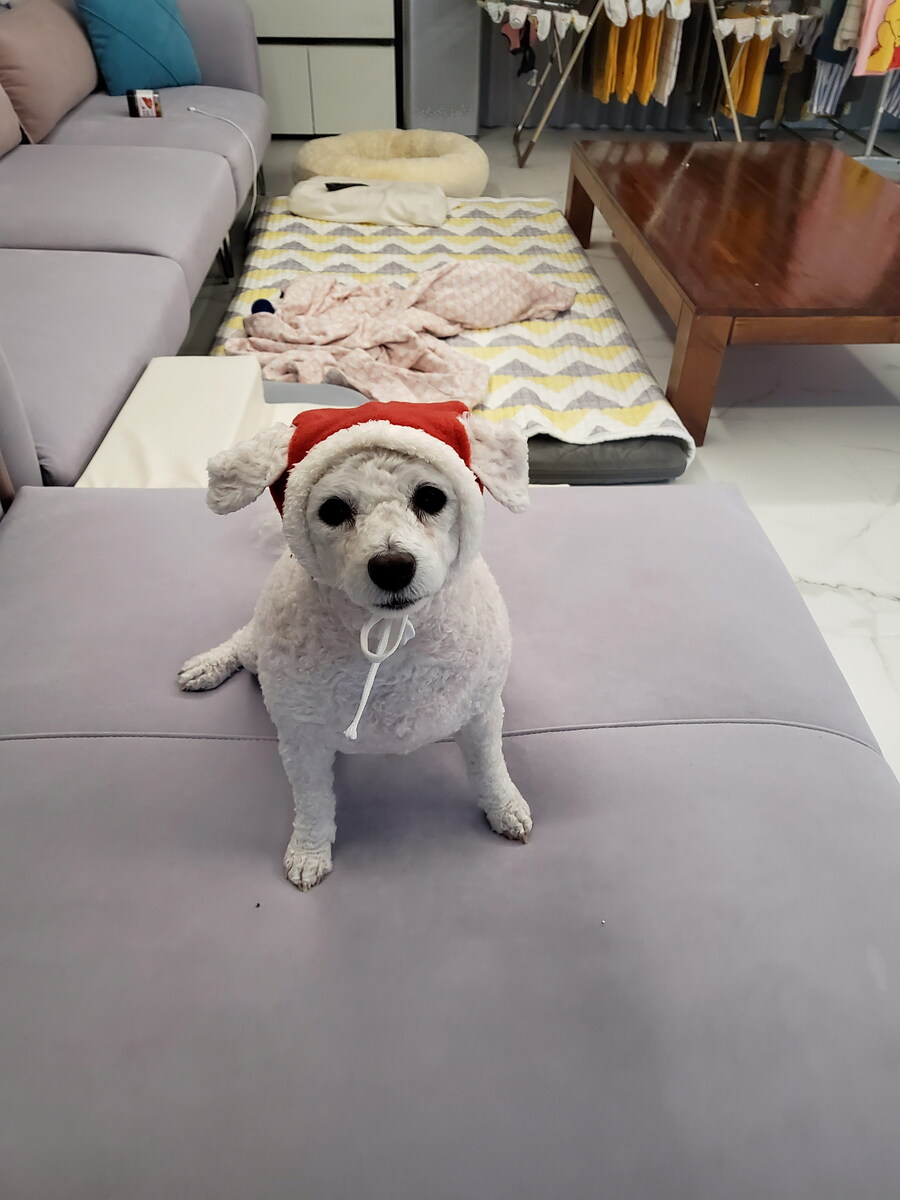 바나가 강아지별로 떠났습니다. (※스압 데이터 주의)_115.jpg