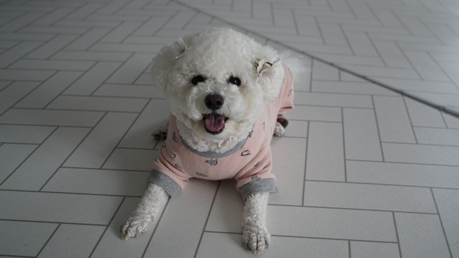 바나가 강아지별로 떠났습니다. (※스압 데이터 주의)_120.jpg