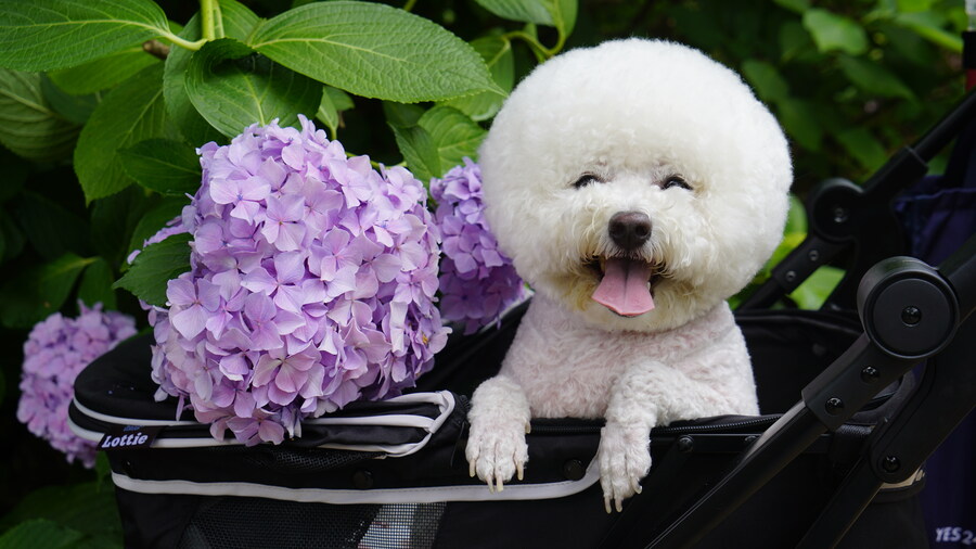 바나가 강아지별로 떠났습니다. (※스압 데이터 주의)_122.jpg