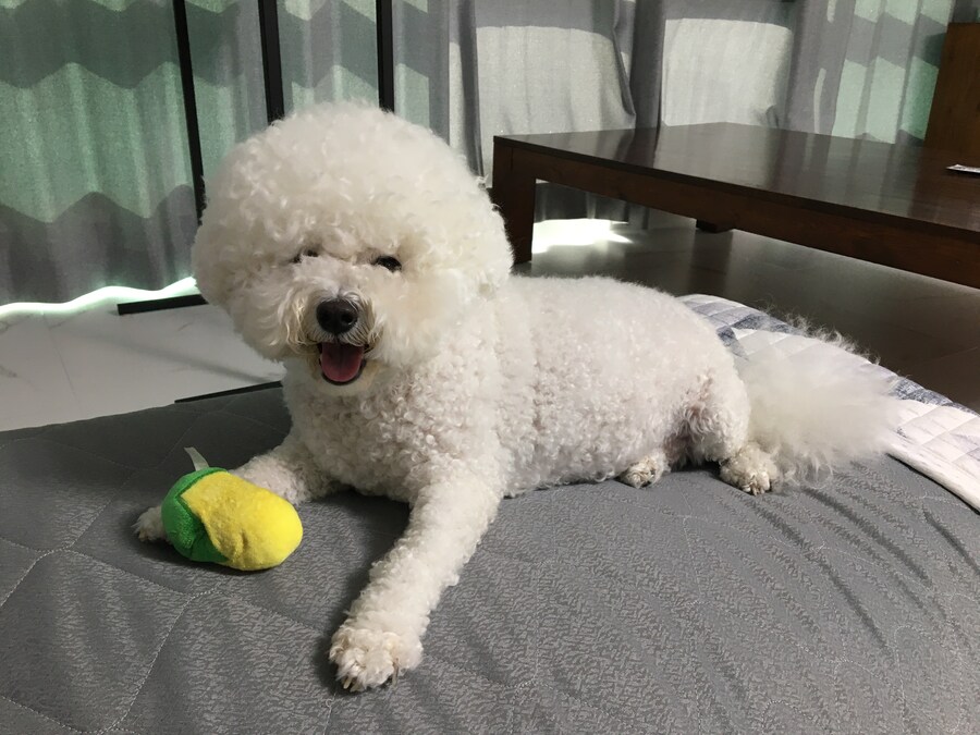 바나가 강아지별로 떠났습니다. (※스압 데이터 주의)_126.jpg