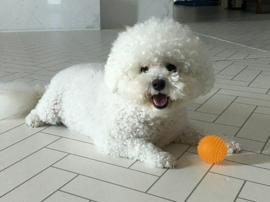 바나가 강아지별로 떠났습니다. (※스압 데이터 주의)_127.jpg