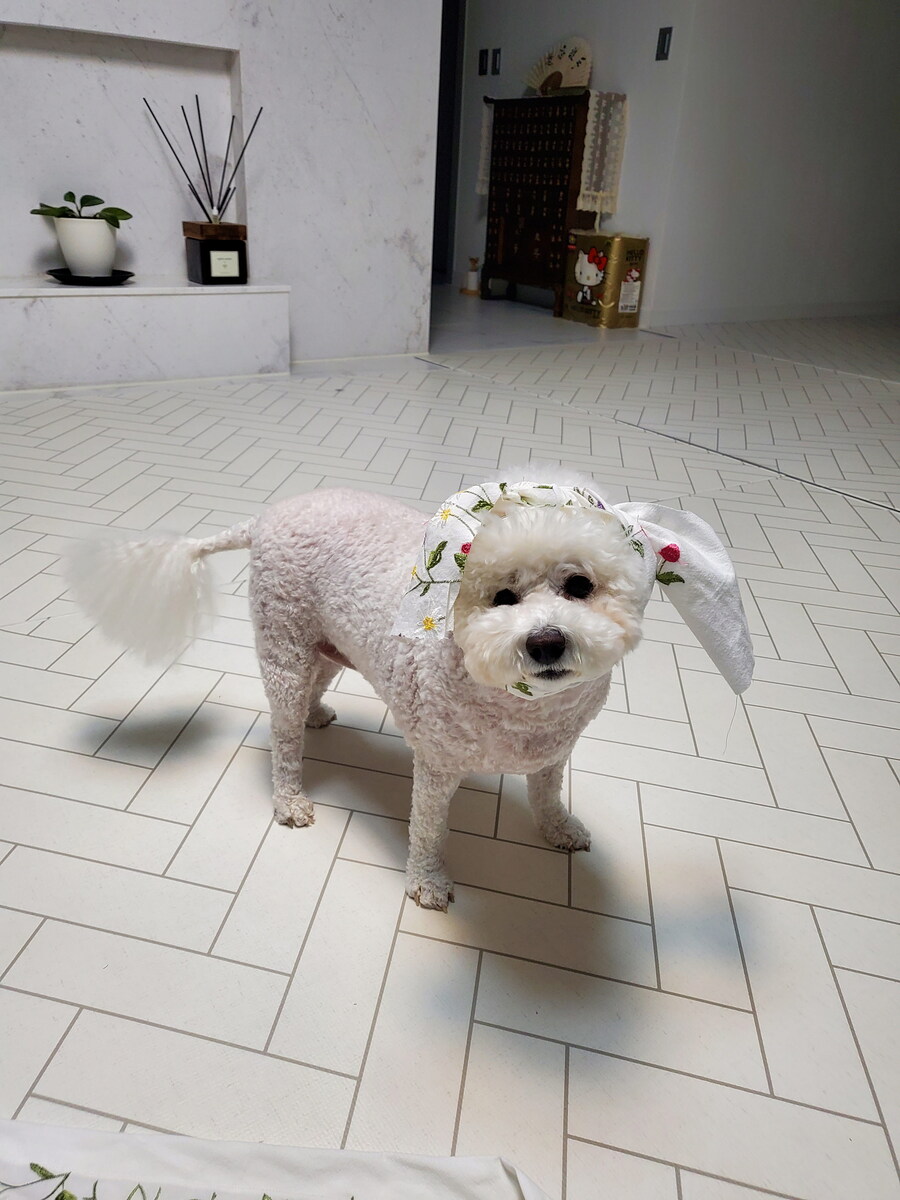 바나가 강아지별로 떠났습니다. (※스압 데이터 주의)_129.jpg