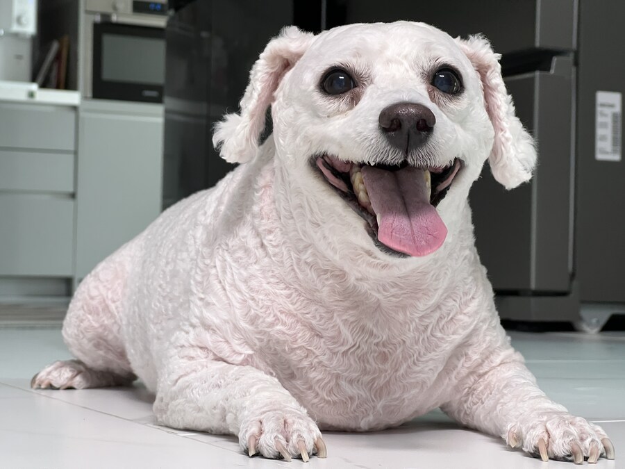 바나가 강아지별로 떠났습니다. (※스압 데이터 주의)_142.jpg