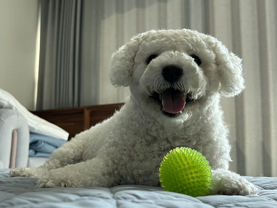 바나가 강아지별로 떠났습니다. (※스압 데이터 주의)_145.jpg