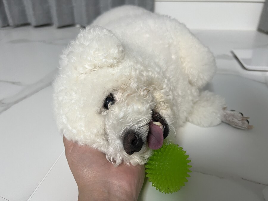 바나가 강아지별로 떠났습니다. (※스압 데이터 주의)_149.jpg