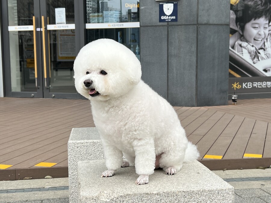 바나가 강아지별로 떠났습니다. (※스압 데이터 주의)_151.jpg