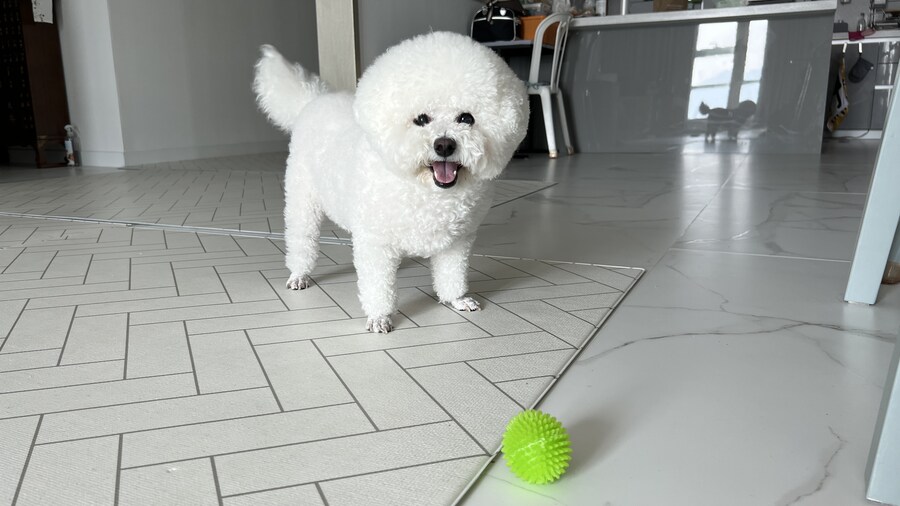 바나가 강아지별로 떠났습니다. (※스압 데이터 주의)_153.jpg