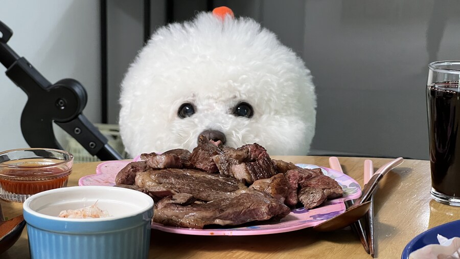 바나가 강아지별로 떠났습니다. (※스압 데이터 주의)_160.jpg