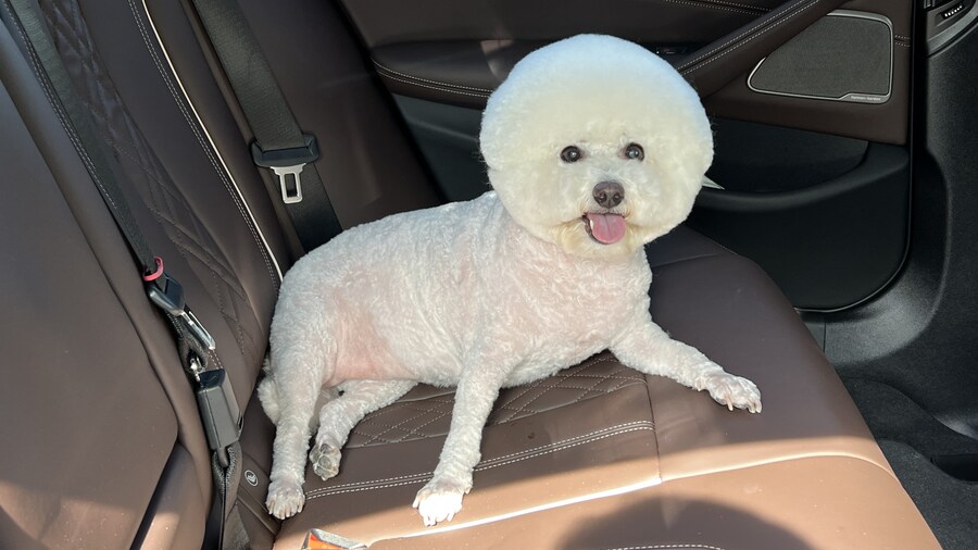 바나가 강아지별로 떠났습니다. (※스압 데이터 주의)_167.jpg