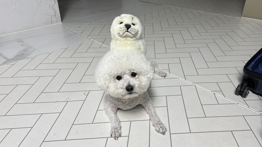 바나가 강아지별로 떠났습니다. (※스압 데이터 주의)_171.jpg