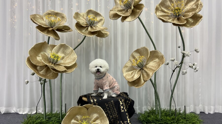 바나가 강아지별로 떠났습니다. (※스압 데이터 주의)_172.jpg