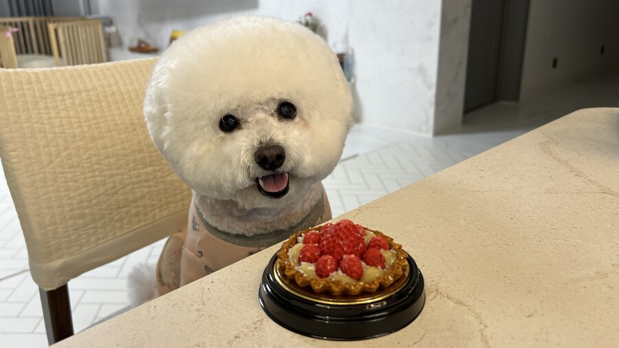 바나가 강아지별로 떠났습니다. (※스압 데이터 주의)_177.jpg