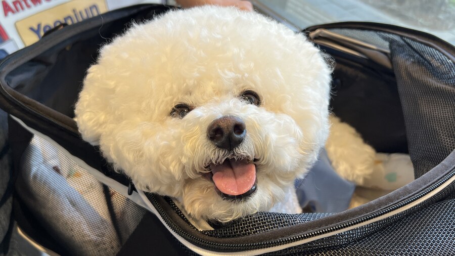 바나가 강아지별로 떠났습니다. (※스압 데이터 주의)_187.jpg