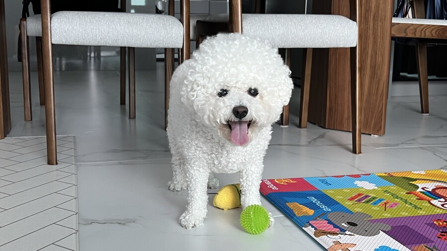 바나가 강아지별로 떠났습니다. (※스압 데이터 주의)_193.jpg