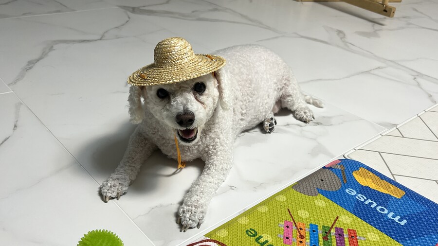 바나가 강아지별로 떠났습니다. (※스압 데이터 주의)_195.jpg