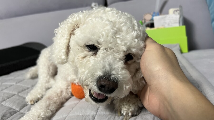 바나가 강아지별로 떠났습니다. (※스압 데이터 주의)_198.jpg