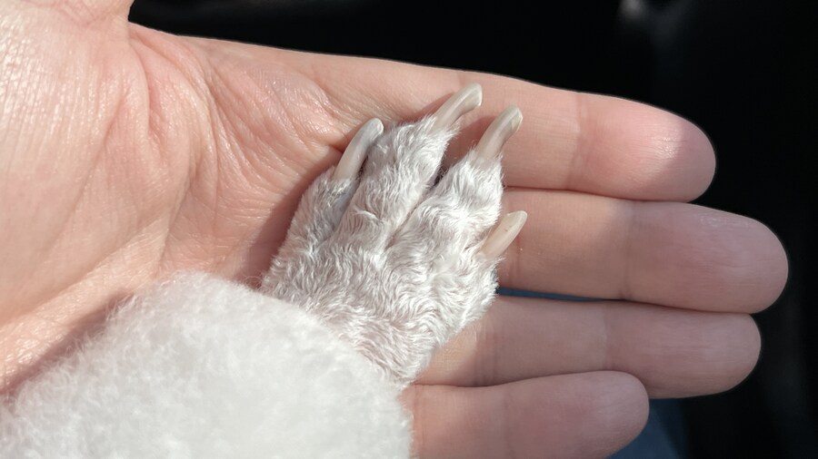 바나가 강아지별로 떠났습니다. (※스압 데이터 주의)_200.jpg