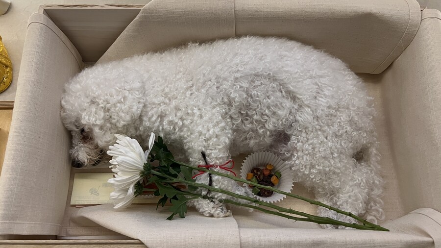 바나가 강아지별로 떠났습니다. (※스압 데이터 주의)_203.jpg