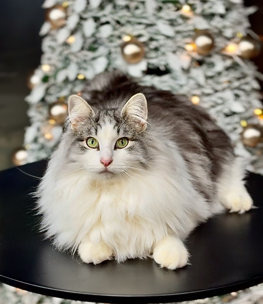 메리 크리스마스!_4.jpg