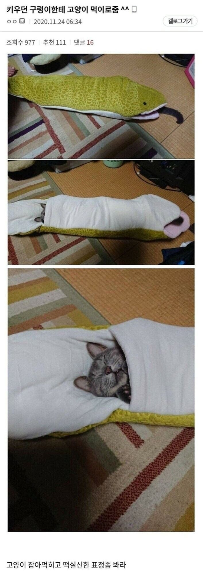 키우던 뱀한테 고양이를 먹이로 준 디씨인_1.jpg