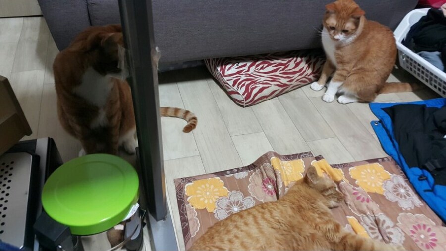 김난이가 고양이별로 떠났습니다._4.jpg