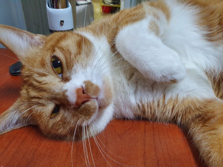 김난이가 고양이별로 떠났습니다._6.jpg