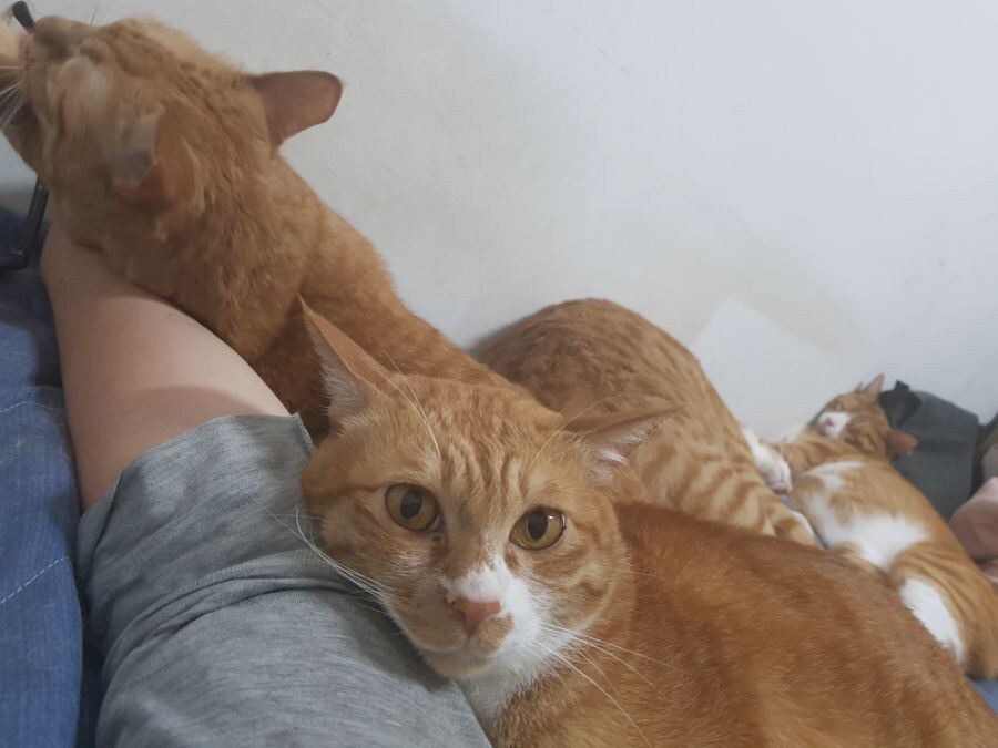 김난이가 고양이별로 떠났습니다._7.jpg