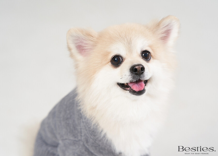 우리집 털복숭이 증멍사진_2.jpg